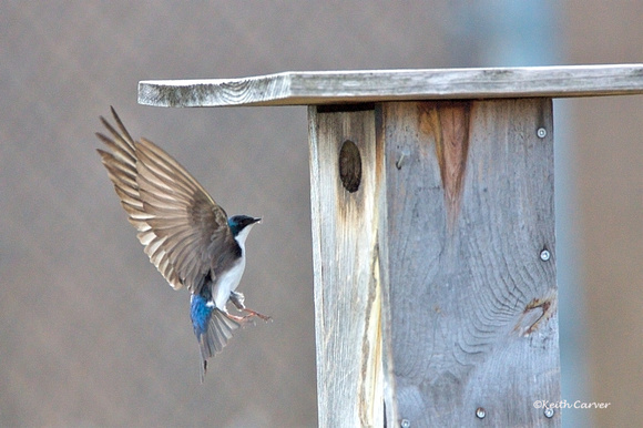 Tree Swallow approaches nesting box