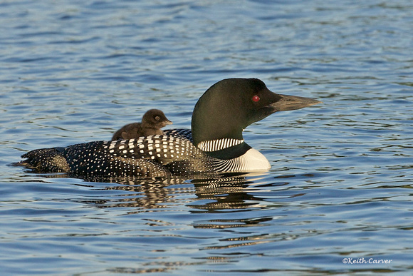 Loon chick hitching a free ride