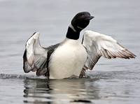 Loon penguin posture