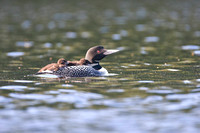 Loon with two chicks aboard