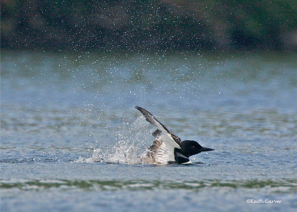 Loon beating the water