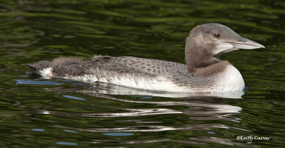 Common loon juvenilie