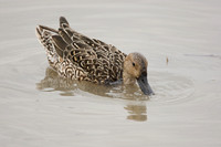 Northern Pintail (F)