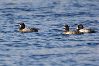 Lesser Scaup, drake and hens, non-breeding plumage
