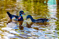 Wood Duck drake and hen