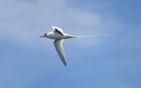 Red-billed Tropicbird:  ventral view