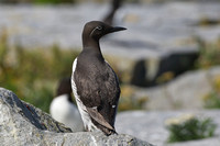 Bridled Adult Common Murre