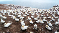 Nesting Northern Gannets on Bonaventure Island