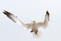 Gannet braking for landing