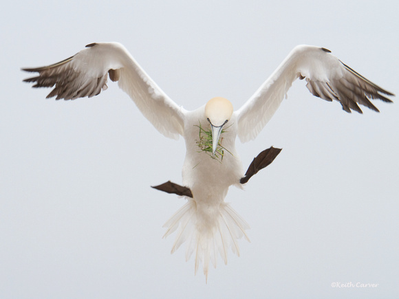 Landing with nesting material