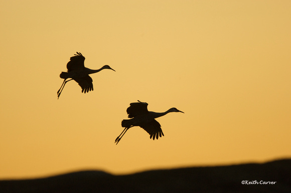 Sandhill Crane pair landing at dusk
