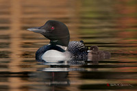 Loon with chick