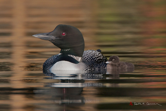 Loon with chick
