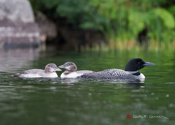 Adult loon with two two-month old juveniles