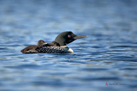 Adult loon with two chicks