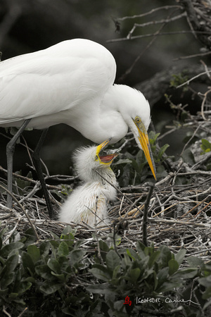 Great Egret with begging chick