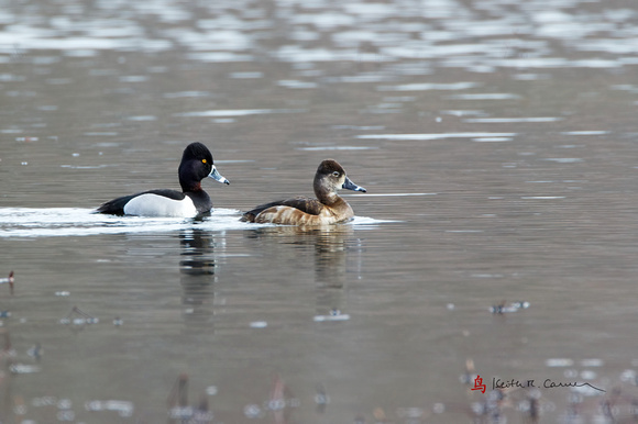 Ring-necked Ducks, drake and hen