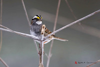 White-throated Sparrow, adult with white-striped plumage