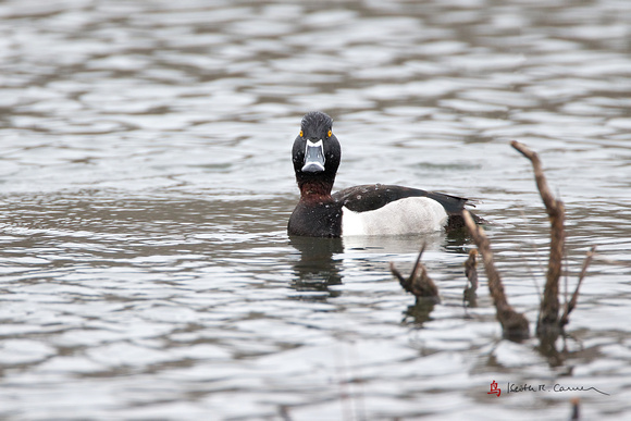 RIng-necked Duck, drake, breeding plumage
