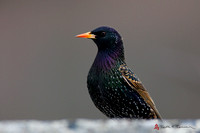 European Starling, breeding plumage