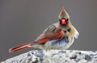 Northern Cardinal, immature female