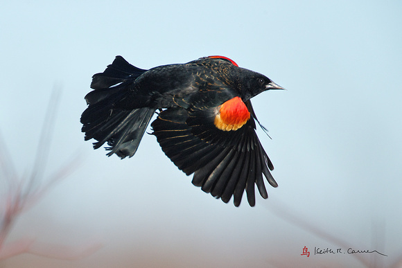 Red-winged Blackbird, adult male