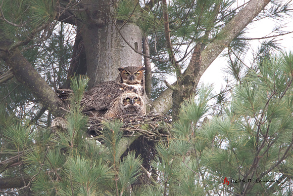 Great Horned Owl and owlet