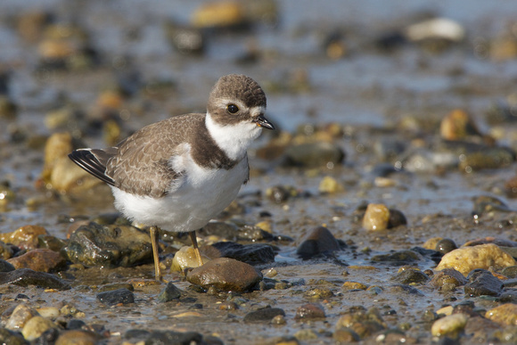 Semipalmated Plover, juv.