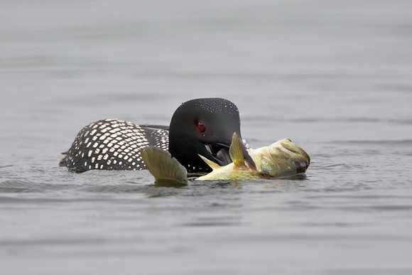 Common Loon with Large-mouth Bass