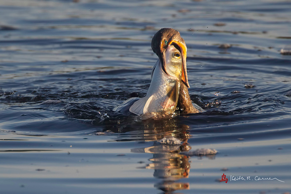 Double-crested Cormorant swallowing Snook