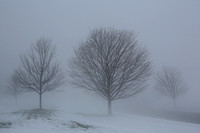 Trees in snow fog - Hadley