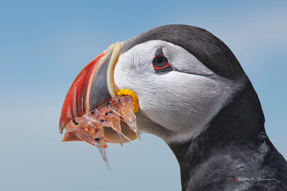 Atlantic Puffin with krill
