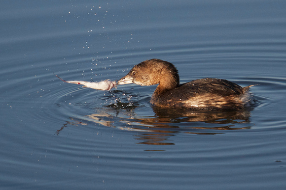 Pied-billed Grebe with Sculpin