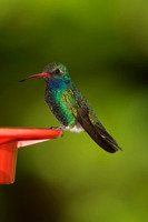 Broad-billed Hummingbird, adult male