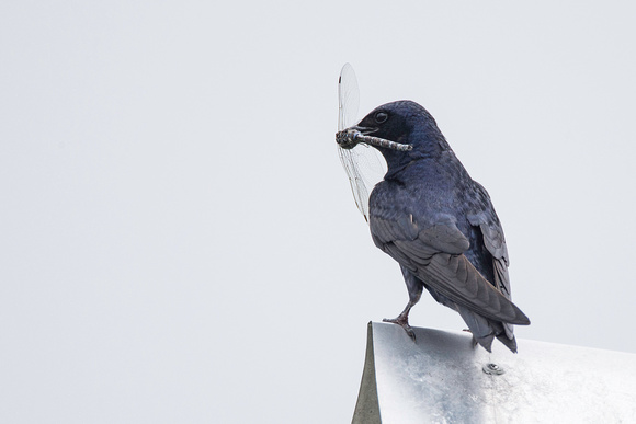 Purple Martin with Dragonfly