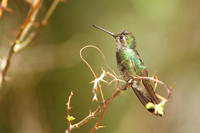 Magnificent Hummingbird, immature male