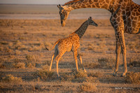 Mother and baby giraffe, Etosha