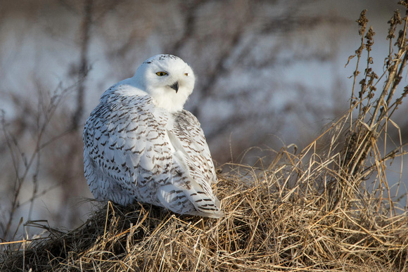 Snowy Owl - 1