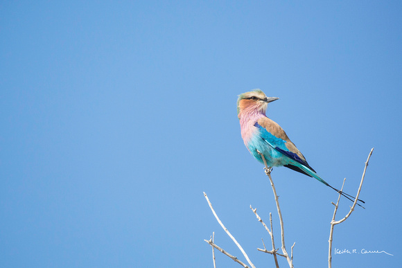 Lilac-breasted roller, perched