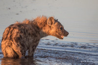 Spotted hyena baring his canines at a waterhole