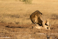 Male lion mating with female