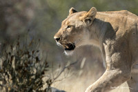 Lioness focused on a kudu at a waterhole