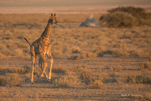 Baby giraffe practices galloping