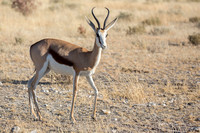 Adult springbok