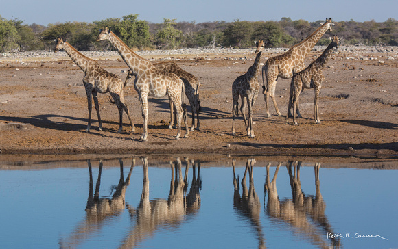 Giraffes at an Etosha waterhole