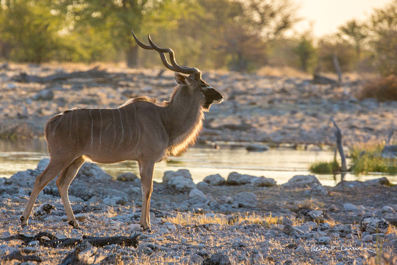 Kudu buck near an Etosha waterhole