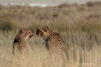 Two young cheetahs after a springbok breakfast