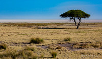 Etosha plain punctuated by a single acacia tree