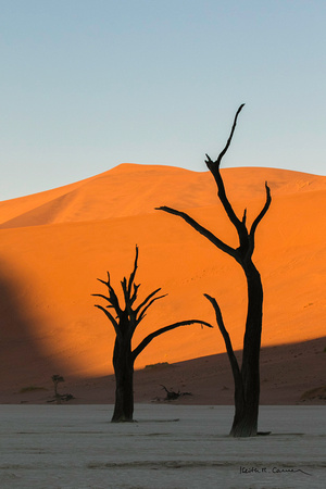 Two blackened trees at Deadvlei