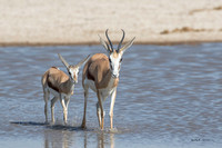 Adult springbok and young calf